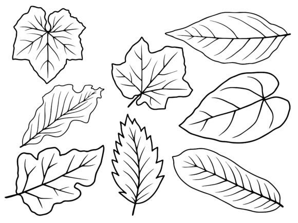 Download Leaf Line Art Illustration - Leaf Collection
