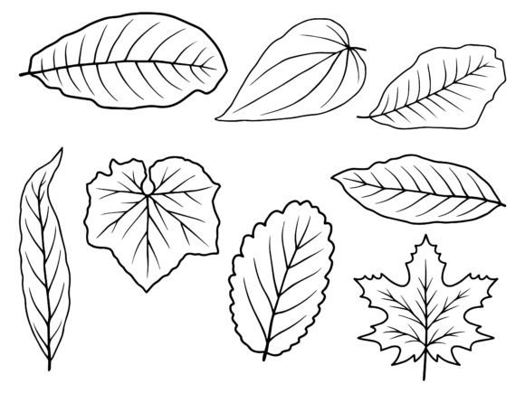 Download Leaf Line Art Illustration - Leaf Collection