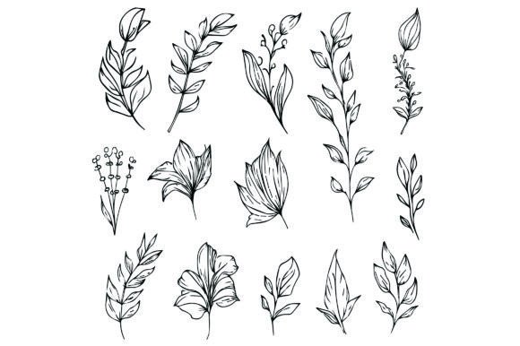 Download Botanical Leaf Line Drawings, Vector Art - Leaf Collection