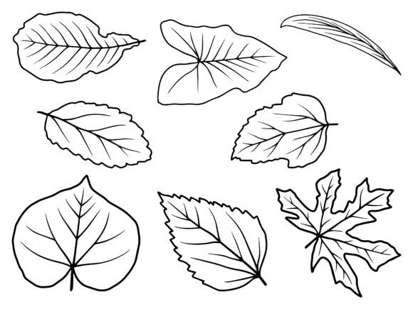 Download Hand Drawn Leaf Line Art Illustration - Leaf Collection