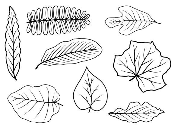 Download Leaf Line Art Illustration - Leaf Collection