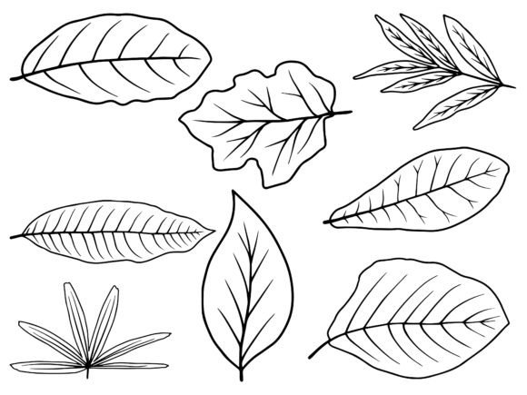 Download Hand Drawn Leaf Line Art Illustration - Leaf Collection